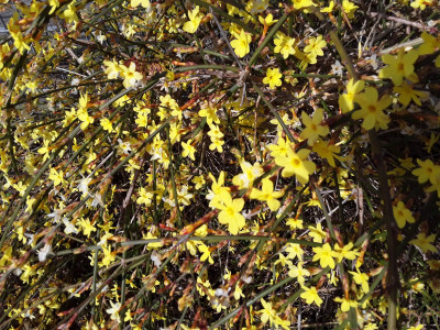 Winterjasmin