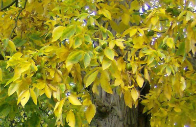 baum-unbekannt-laub.jpg