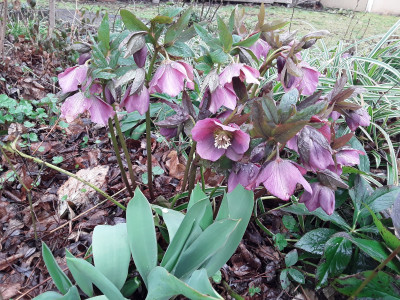 Helleborus Noname
