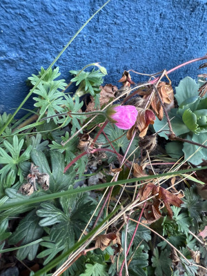 IMG_8611.jpeg