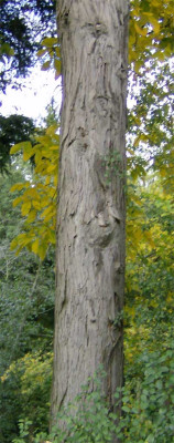baum-unbekannt-stamm.jpg