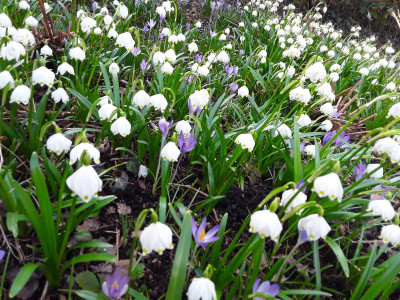 Leucojum vernum