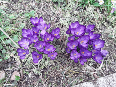 Crocus vernus