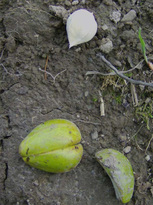 baum-unbekannt-samen.jpg