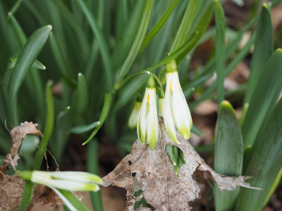 Scharlockii 14.3.25 ue.JPG
