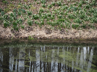 Tümpel 14.3.25 ue.JPG