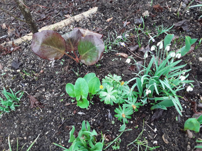 Arum maculatum