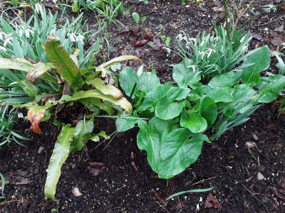 Arum maculatum