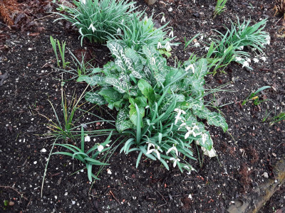 Arum italicum