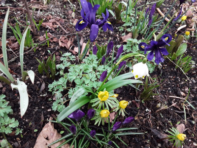 Iris reticulata Harmony
