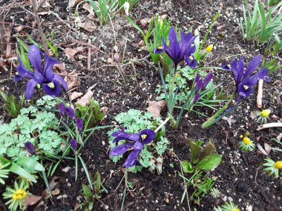Iris reticulata Harmony