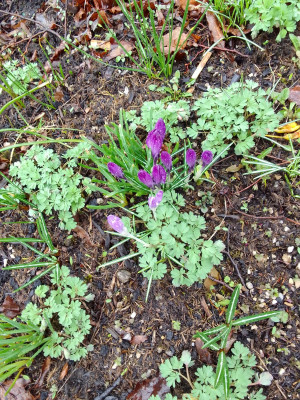 Crocus vernus