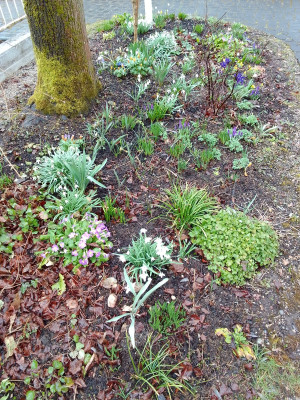 Diverse Frühlingsblumen