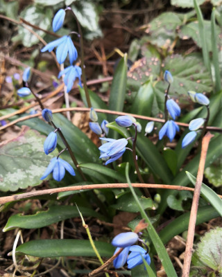 IMG_20250315_161715 Scilla melaina.jpg