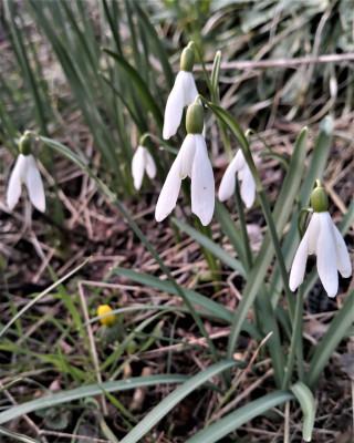 Bohemian White