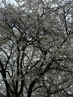 IMG_8795.jpeg