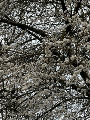 IMG_8787.jpeg
