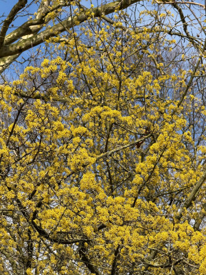 IMG_8766.jpeg