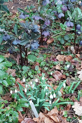 Schneeglöckchen und Helleborus