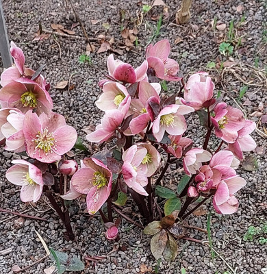 Helleborus