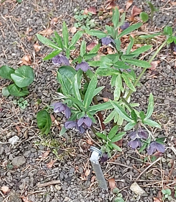 Helleborus croaticus