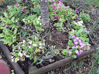 Primula vulgaris?