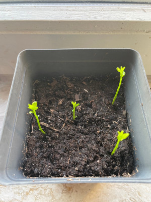 Poncirus trifoliata Germination March  2025 1.jpg