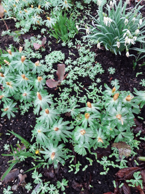 Eranthis hyemalis Samenbildung
