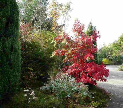 75-Oxydendrum-08.jpg