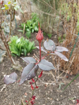 Rose Knospe 20250315.jpeg