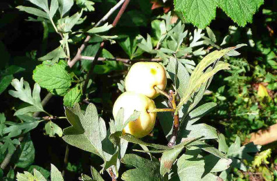 75-Crataegus-azorolus_Det.jpg