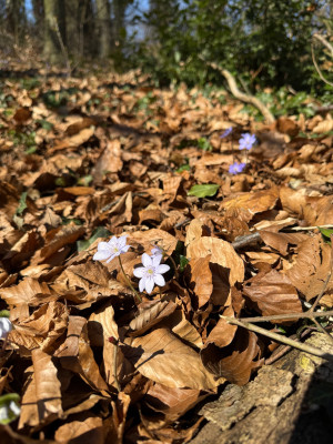 IMG_8940.jpeg