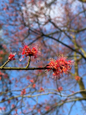 Blüte im Detail