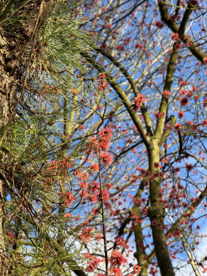 Pinus Rigida Stamm und Acer Rubrum im Hintergrund