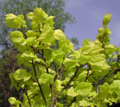 Ulmus_carpinifolia_Wredeii.jpg