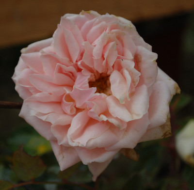 Bianca_0010__40144.jpg