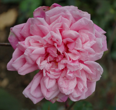 Marie_dOrleans_0010__40153.jpg