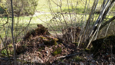 IMG-20250317-WA0021.jpeg