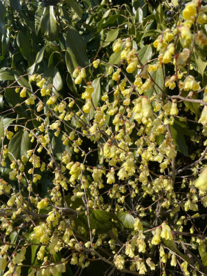 Corylopsis pauciflora Marz 2025.jpg