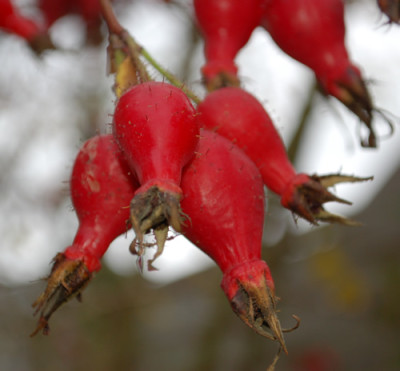 Highdownensis_0010__HG_40196.jpg