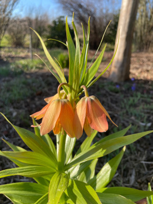Fritillaria Chopin Vivaldi Marz 2025.jpg