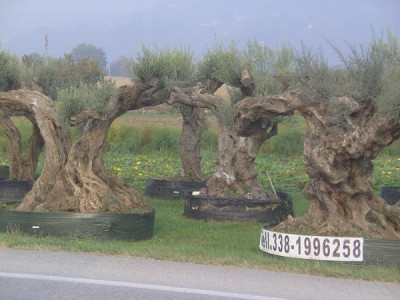 Alte_Olivenbaeume_1.jpg