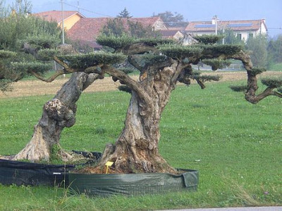 Alte_Olivenbaeume_2.jpg