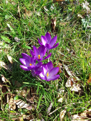 Frühlingskrokus