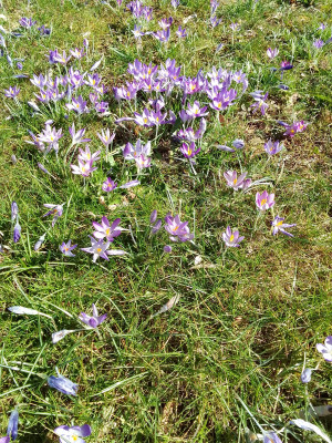 Elfenkrokusse