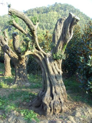 Alter_Olivenbaum_3.jpg