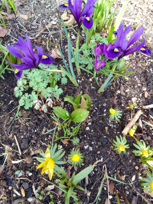 Iris reticulata Harmony