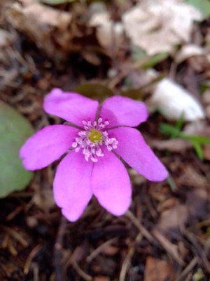 Leberblümchen rosa I.jpg