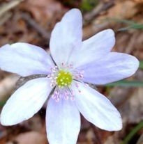 Leberblümchen hep (2).jpg