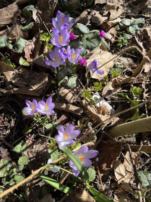 IMG_3955.jpeg